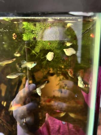 snails, shrimp and freshwater tropical fish (all 50 cents each) (Kalida)63989430775939123