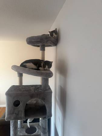 Perfect male cats need rehome (concord / pleasant hill / martinez)63861462584323124