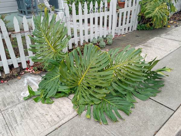 Monstera Deliciosa large cutting 1