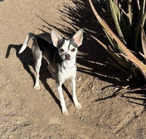 Needs a good home 1
