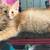 Ginger kittens 8 thumbnail