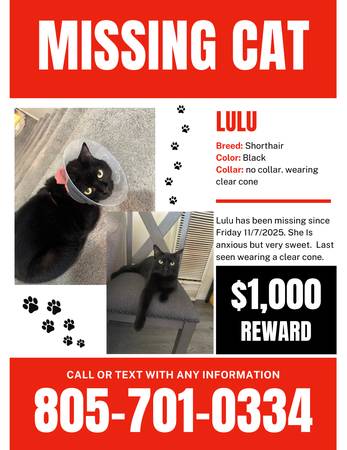 Please help me find my lost cat 1