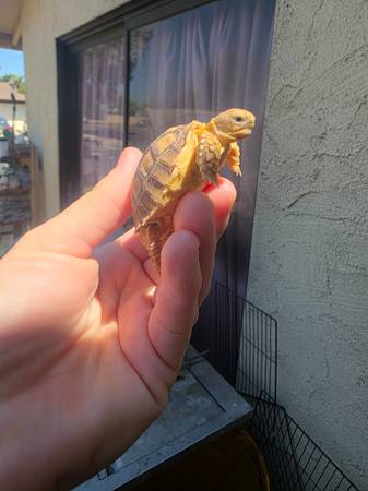 ? Baby Sulcata Tortoises turtle - $80 (Manteca) (dublin / pleasanton / livermore)63836592495489124