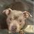 American bully male 1 thumbnail