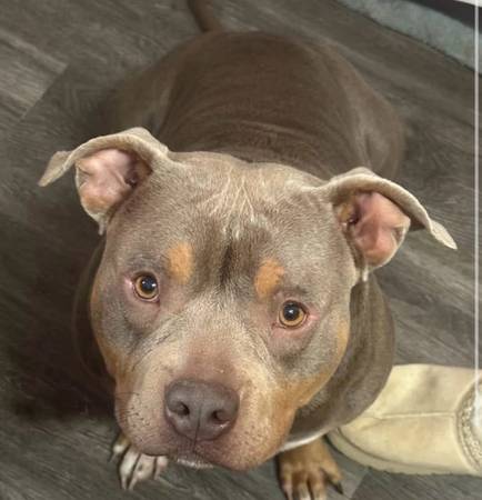 American bully male 1