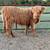 Mini Donkeys ++ Mini Cattle ++ Mini Horses 6 thumbnail