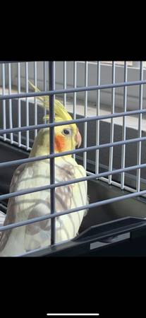 Female cockatiel (age 6) 1