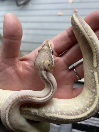 Morfos de Pitón Bola (Bellingham)64840147426179120