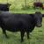 Dexter Cattle 7 thumbnail