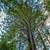 Rare Santa Cruz Mountains Lot – 0.88 Acres + 0.13 Bonus Parcel 5 thumbnail