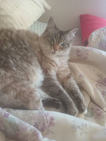 Ragdoll/Siberian mix cats (Richmond)63861571765251123
