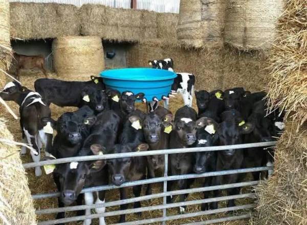 Angus Bottle Calves 1