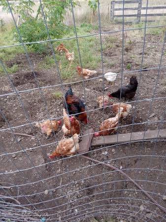 Laying Hens 1