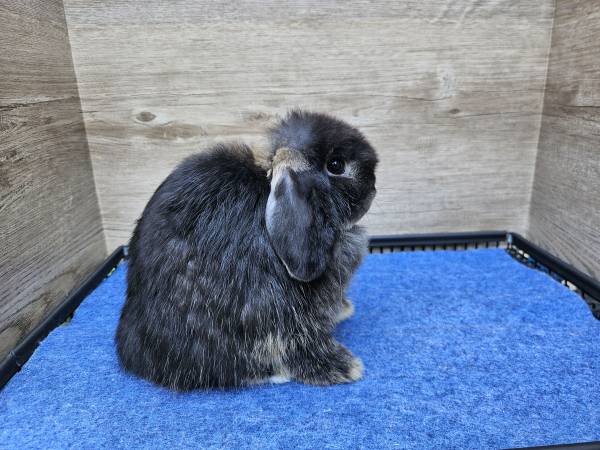 Black Otter Holland Lop (Conyers)63881506130947124