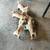 Pug/Dapple Chiweeni mix  OBO/OMO 4 thumbnail
