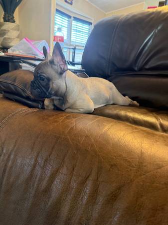 french bull dog puppy