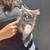 Kittens for rehoming 1 thumbnail