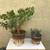 Jade and zebra plants in a pair of glazed pots 1 thumbnail
