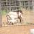 Alpine Goats 2 thumbnail