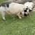 KuneKune Sows - Ready to breed this fall 1 thumbnail