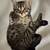 Tuxedo Tabby 2 thumbnail