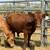 💥💥Weaned Calves💥💥 7 thumbnail