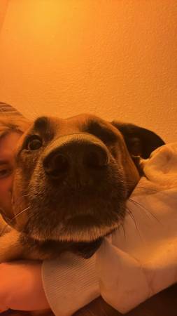 Rehoming German shepherd 1