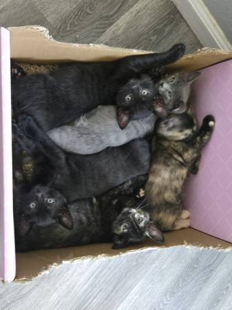 Kittens to be re-homed (Arvada)63921243122819120