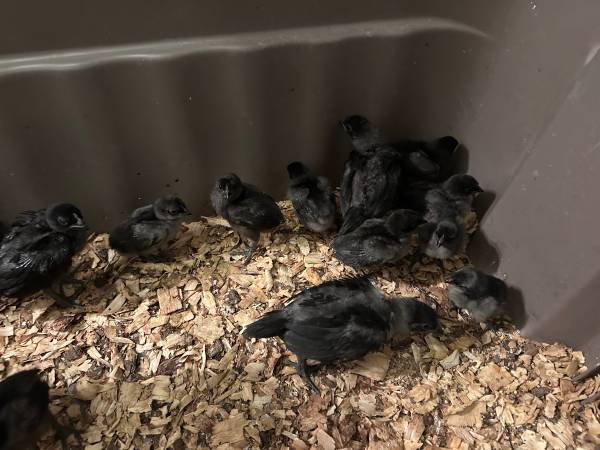 Ayam Cemani Chicks 1