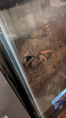 Reptiles gratis para buenos hogares (Mountlake Terrace)63697490553857120