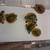 Baby turtle 8 thumbnail