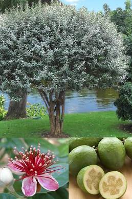 Pineapple guava trees 1
