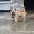 Rehoming puppies 5 thumbnail