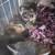 Kittens for small rehoming fee 6 thumbnail