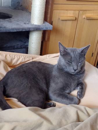 Gato gris cariñoso y guapo (Ciudad Huachuca)63881936130049120