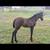 Rocky Mountain Gaited Filly-registration pending 2 thumbnail