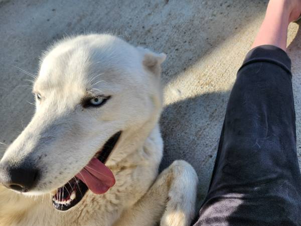 REHOMING ..Sweet and beautiful Siberian Husky (Connell)63658085065601122