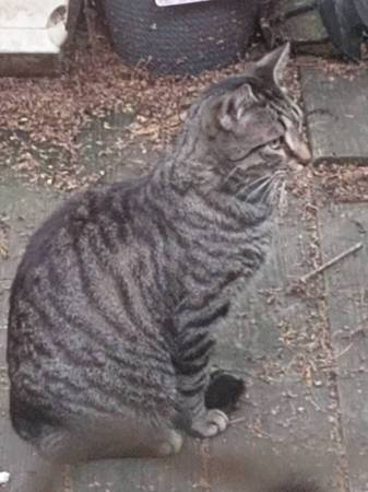 Aún desaparecido: gato atigrado (Muscle Shoals)429713435804323841