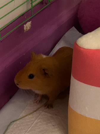 Guinea pigs (Willow Spring)63348368916099122