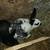 Rabbits 2 thumbnail