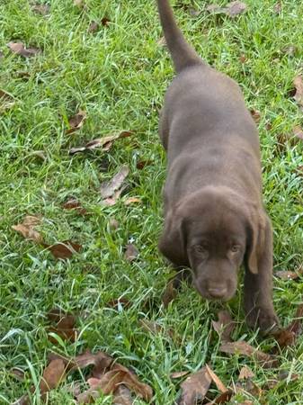 Cachorros Labrador Retriever (Cleveland)63859316317569122