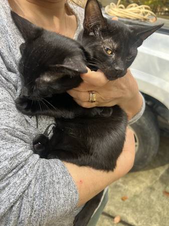 Two mini panthers kittens black boys for adoption 1