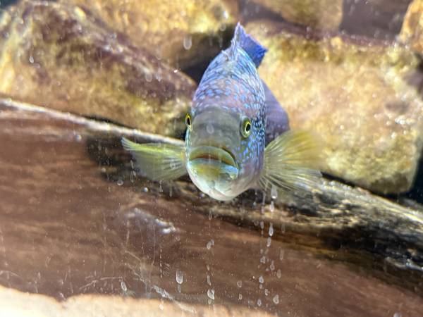 tropical fish (Elyria)63907874337411120