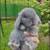 Adorable Mini Lop kits available soon! 5 thumbnail