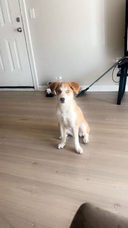 Husky Red Heeler (Roanoke/Salem)64037454017409123