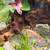 20G Betta Planted Setup 5 thumbnail