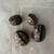 Three Striped Mud Turtle 11 thumbnail