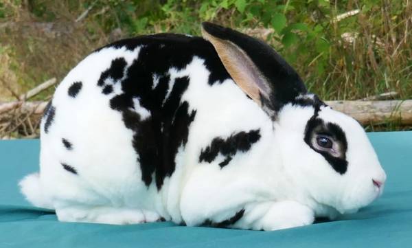 Baby Mini Rex Rabbit Bunnies 1