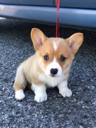 SweetCorgi pups 1