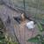 Chickens - Spring Hens 3 thumbnail